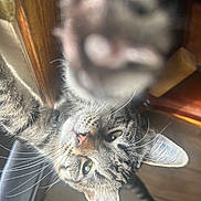 Fern is registered to the contest to win money with this photo: cat, tabby, paw, whiskers, green_eyes, curious, indoor, wood_floor, window, pet, animal, feline, closeup, blur, playful, fur, ears, nose, claw, domestic_cat