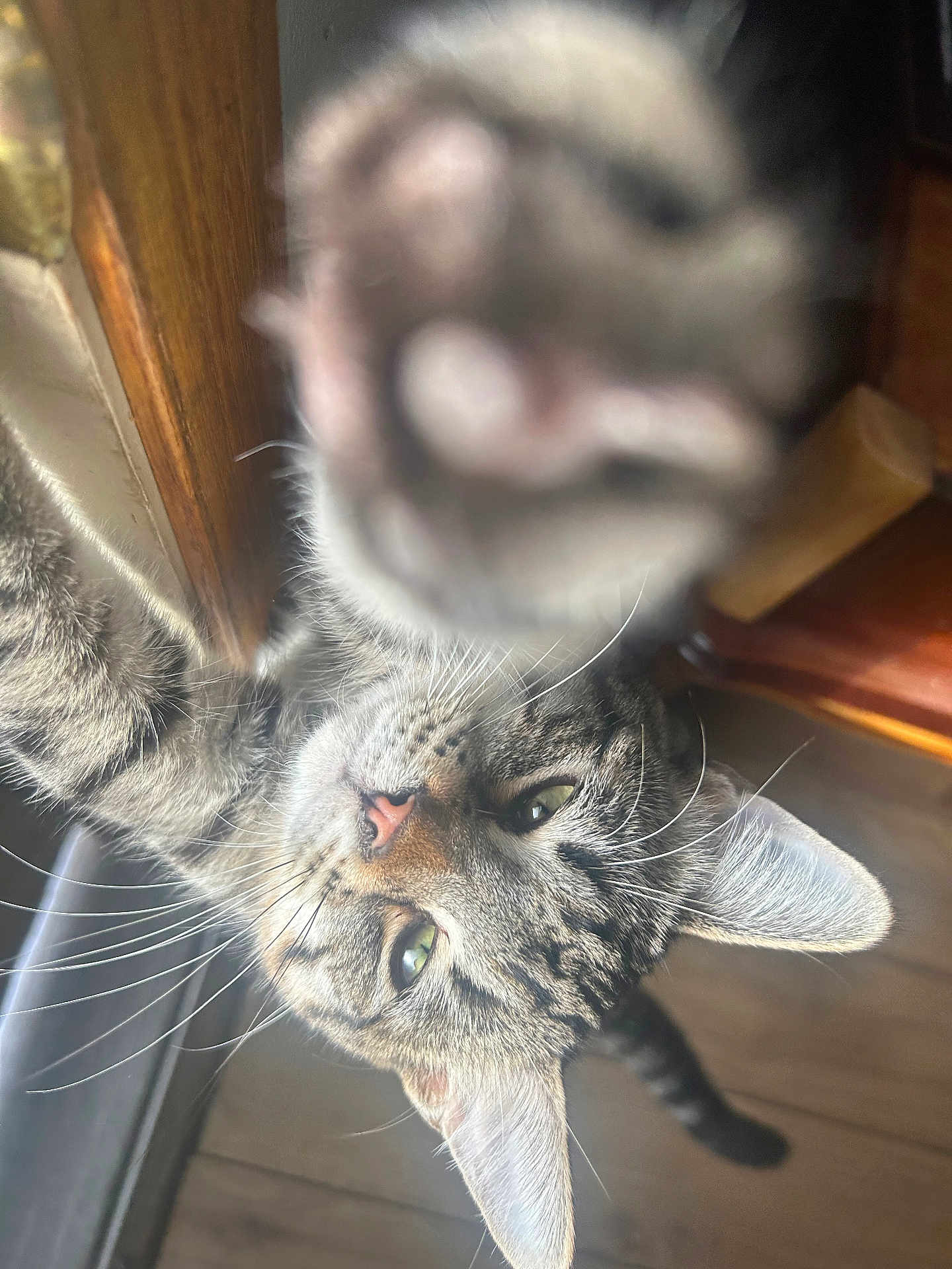 Fern is registered to the contest to win money with this photo: cat, tabby, paw, whiskers, green_eyes, curious, indoor, wood_floor, window, pet, animal, feline, closeup, blur, playful, fur, ears, nose, claw, domestic_cat