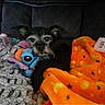 animal, black_dog, blanket, colorful, comfort, couch, cozy, crocheted_blanket, cute, dog, home, indoor, orange_blanket, pet, plush_toy, relaxation, resting, snuggling, soft_texture, stuffed_animal