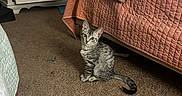 Scuba is registered to the contest to win money with this photo: animal, bedroom, blanket, carpet, cat, cozy, curious, dresser, ears, floor, furniture, indoor, kitten, open_drawer, pet, quilt, sitting, striped, tail, young_cat