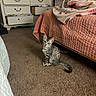 animal, bedroom, blanket, carpet, cat, cozy, curious, dresser, ears, floor, furniture, indoor, kitten, open_drawer, pet, quilt, sitting, striped, tail, young_cat