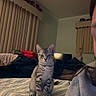 Scuba joined the competition — help win amazing prizes! animal, bed, blanket, cat, cozy, curious, curtains, domestic, feline, furniture, indoor, kitten, person_partial, pet, relaxed, room, sleepwear, soft_lighting, striped, tabby