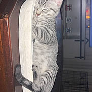 Scuba joined the competition — help win amazing prizes! cat, cozy, cute, domestic_animal, feline, fur, gray_tabby, home, indoor, kitten, nap, paw, peaceful, pet, resting, sleeping, table, tail, whiskers, wooden_bowl