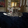 Scuba is registered to the contest to win money with this photo: airpods_case, bed, blanket, cat, chair, cozy, curtains, domestic, flowers, fur, furniture, home, indoor, kitten, mirror, pet, resting, shelf, tabby, yawning