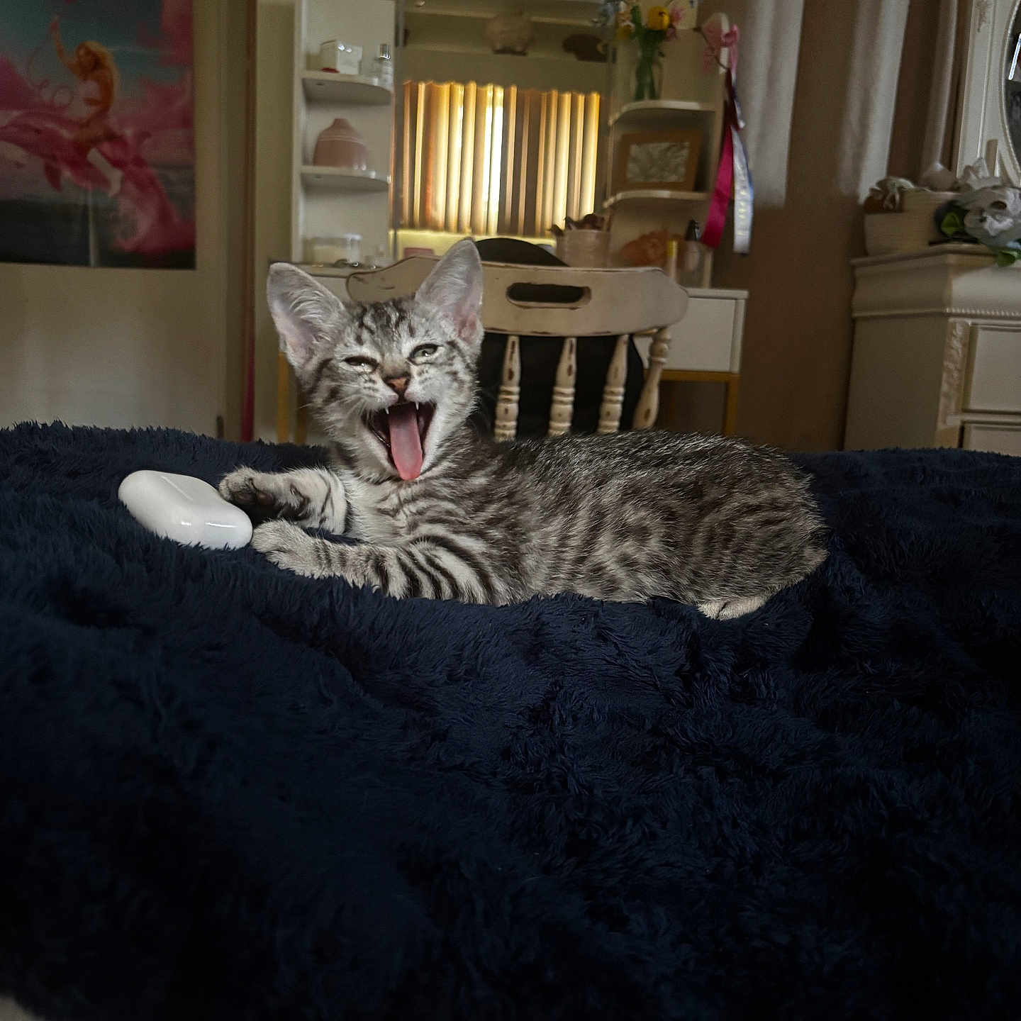 Scuba is registered to the contest to win money with this photo: airpods_case, bed, blanket, cat, chair, cozy, curtains, domestic, flowers, fur, furniture, home, indoor, kitten, mirror, pet, resting, shelf, tabby, yawning