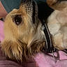 Lucky a rejoint le concours — aidez-le/la à gagner de superbes lots ! dog, golden_dog, pet, animal, portrait, close_up, lying_down, upside_down, relaxed, cozy, blanket, pink_blanket, cushion, teal_background, collar, leash, fur, floppy_ears, black_nose, indoor