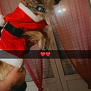 Lucky participe au concours pour gagner de l'argent avec cette photo : dog, puppy, santa_costume, christmas, red_clothing, fluffy, pet, animal, being_held, indoor, curtains, window, home, portrait, profile, collar, holiday, heart_emoji, hand, festive