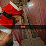 dog, puppy, santa_costume, christmas, red_clothing, fluffy, pet, animal, being_held, indoor, curtains, window, home, portrait, profile, collar, holiday, heart_emoji, hand, festive