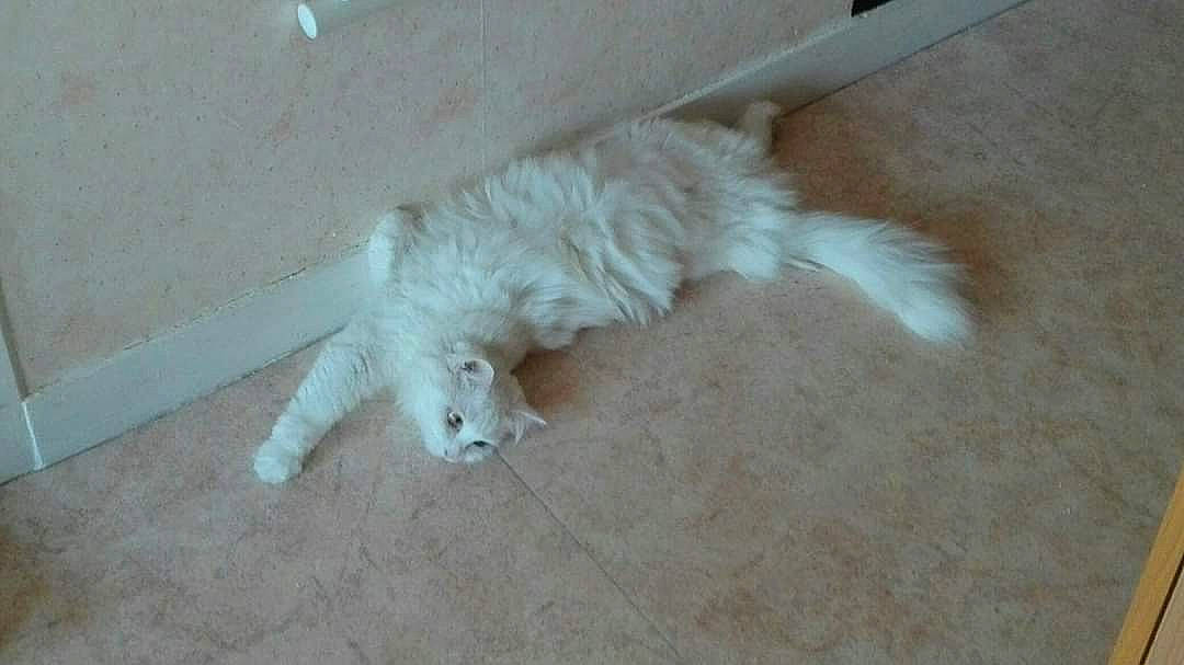 Chipie a rejoint le concours — aidez-le/la à gagner de superbes lots ! canidae, carnivore, cat, claw, comfort, companion_dog, dog_breed, fawn, felidae, flooring, fur, hardwood, paw, small_to_medium_sized_cats, snout, sporting_group, tail, terrestrial_animal, whiskers, wood