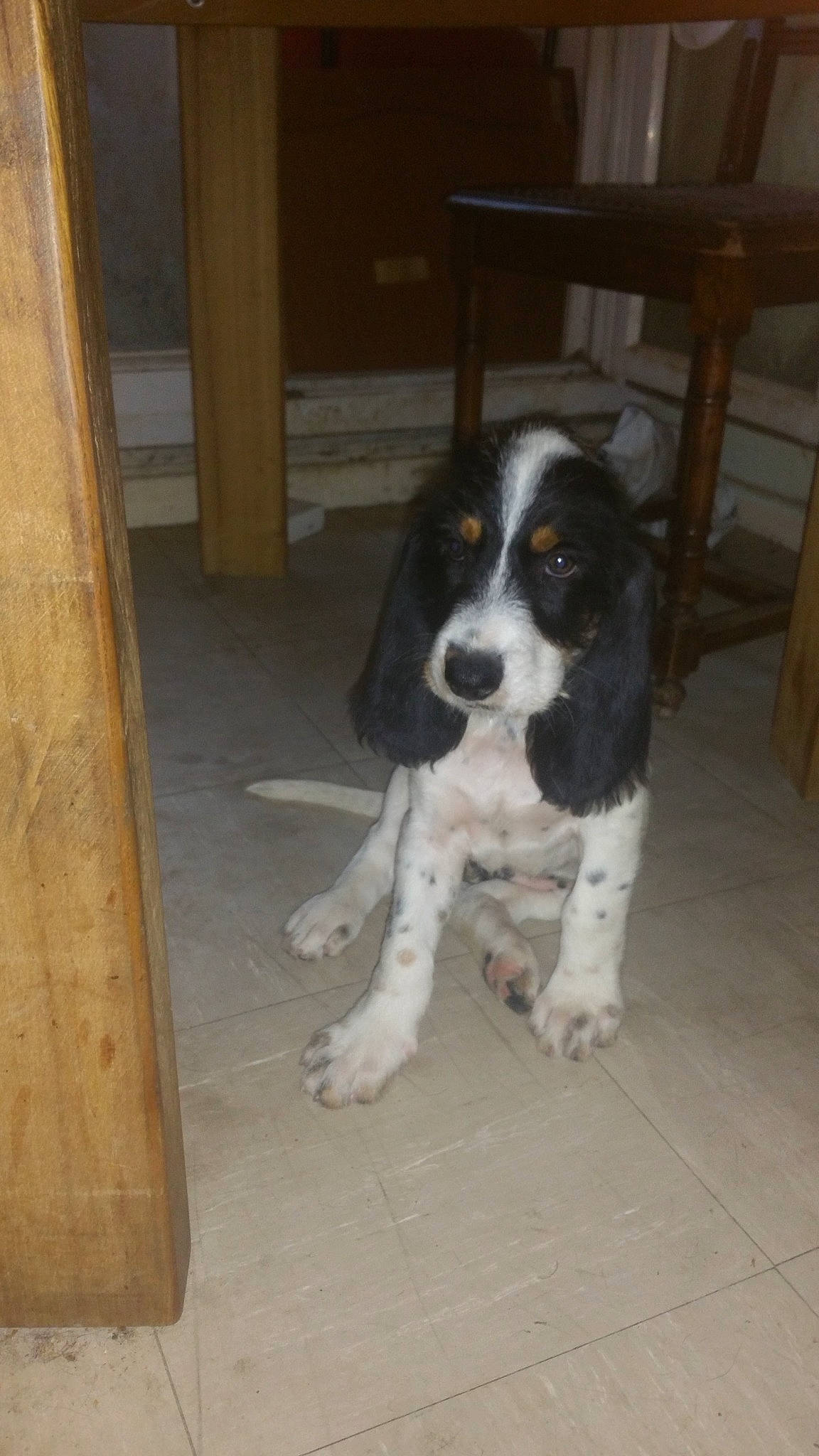 Rufus a rejoint le concours — aidez-le/la à gagner de superbes lots ! bored, canidae, carnivore, chair, companion_dog, dog, dog_breed, flooring, fur, gun_dog, hardwood, non_sporting_group, snout, spaniel, sporting_group, tail, terrestrial_animal, wood, working_animal, working_dog