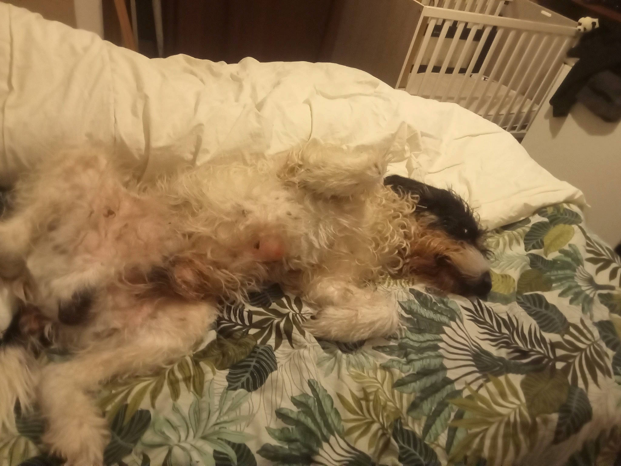 Rufus participe au concours pour gagner de l'argent avec cette photo : bed, bed_sheet, bedding, carnivore, chair, comfort, companion_dog, dog, dog_breed, duvet, fawn, felidae, fur, linens, small_to_medium_sized_cats, sporting_group, tail, textile, toy_dog, working_animal