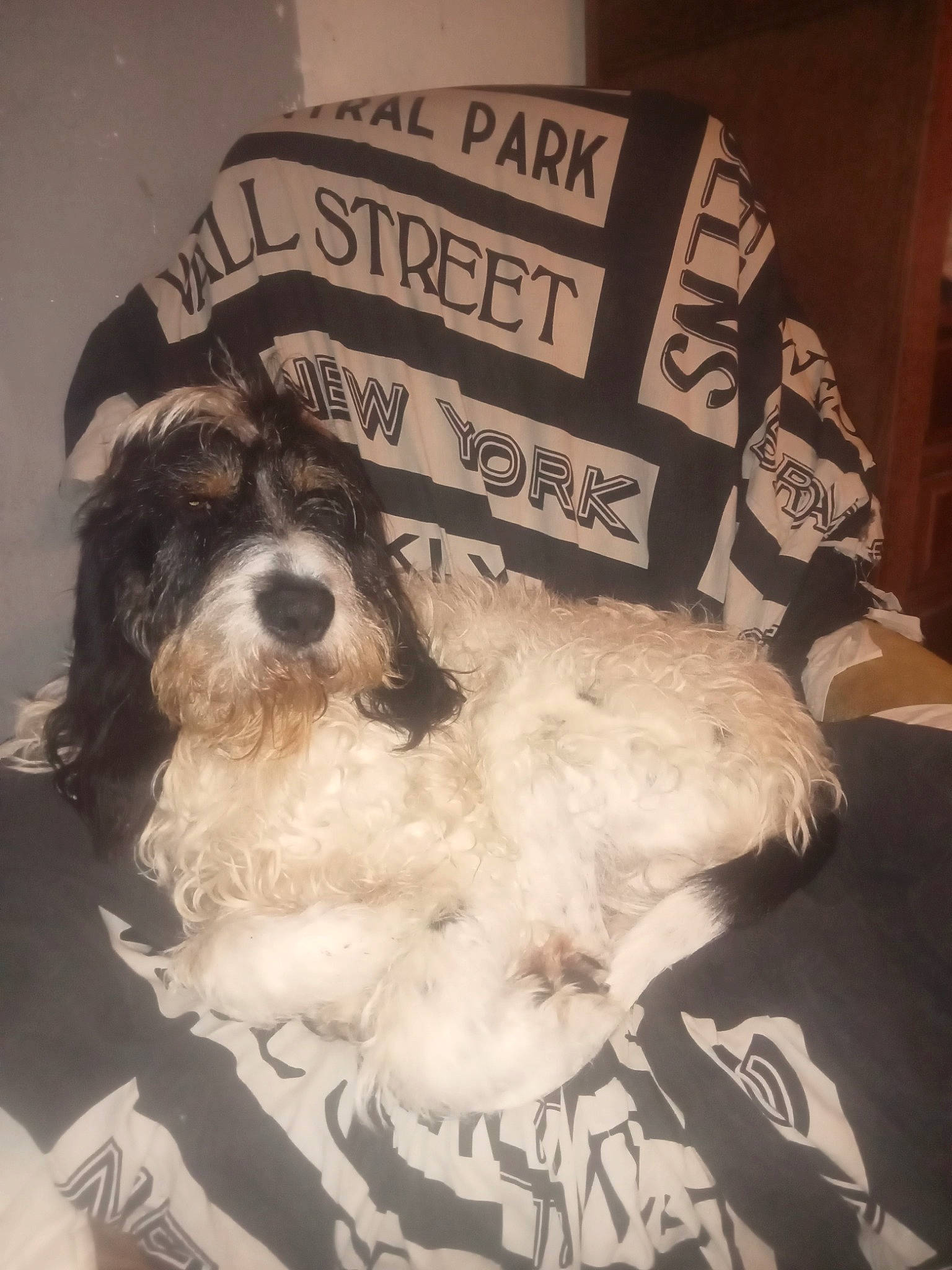 Rufus a rejoint le concours — aidez-le/la à gagner de superbes lots ! canidae, carnivore, companion_dog, corn_on_the_cob, dog, dog_breed, dog_supply, fang, font, fur, maltepoo, pet_supply, puppy, small_terrier, snout, sporting_group, terrier, toy_dog, whiskers, working_animal