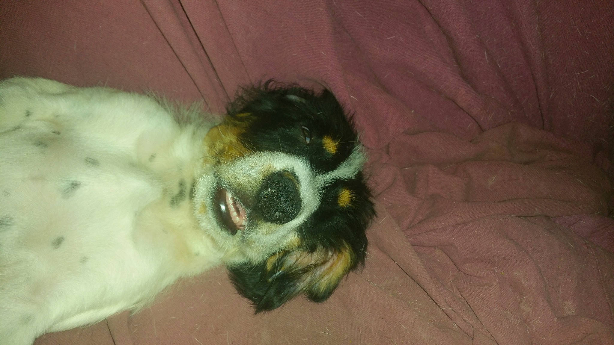 Rufus a rejoint le concours — aidez-le/la à gagner de superbes lots ! canidae, carnivore, comfort, companion_dog, dog, dog_breed, ear, eye, fawn, fur, head, non_sporting_group, paw, puppy, snout, sporting_group, tail, toy_dog, whiskers, working_animal