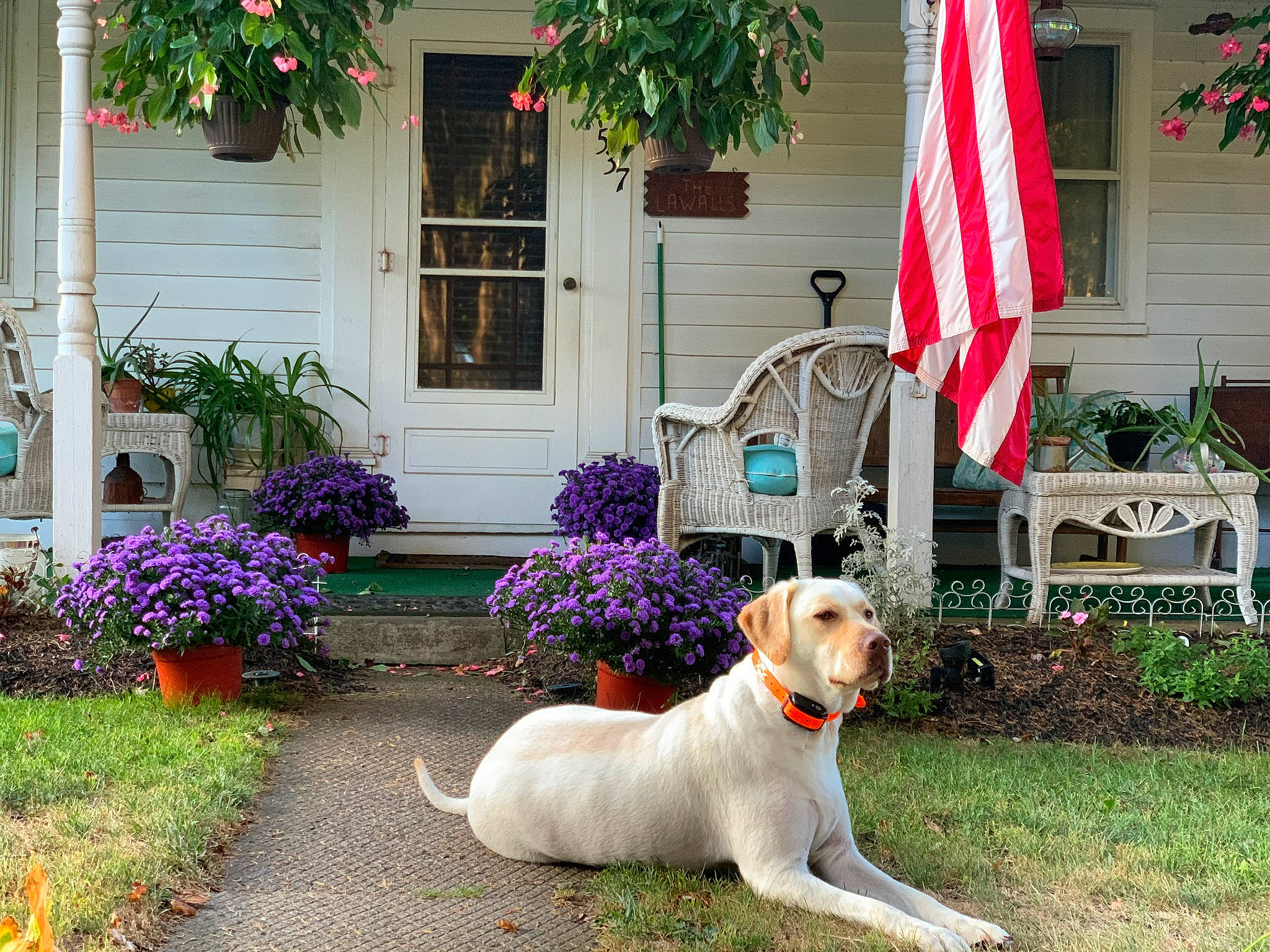Penny is registered to the contest to win money with this photo: building, carnivore, collar, dog, dog_breed, door, flag, flower, flowerpot, grass, green, house, leaf, neighbourhood, plant, porch, property, residential_area, tree, window