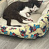animal, black_and_white, cartoon_pattern, cat, cozy, cute, domestic_cat, feline, floor, fur, indoor, napping, paw, pet_bed, plush_bed, relaxed, resting, sleep, sleeping, wooden_floor