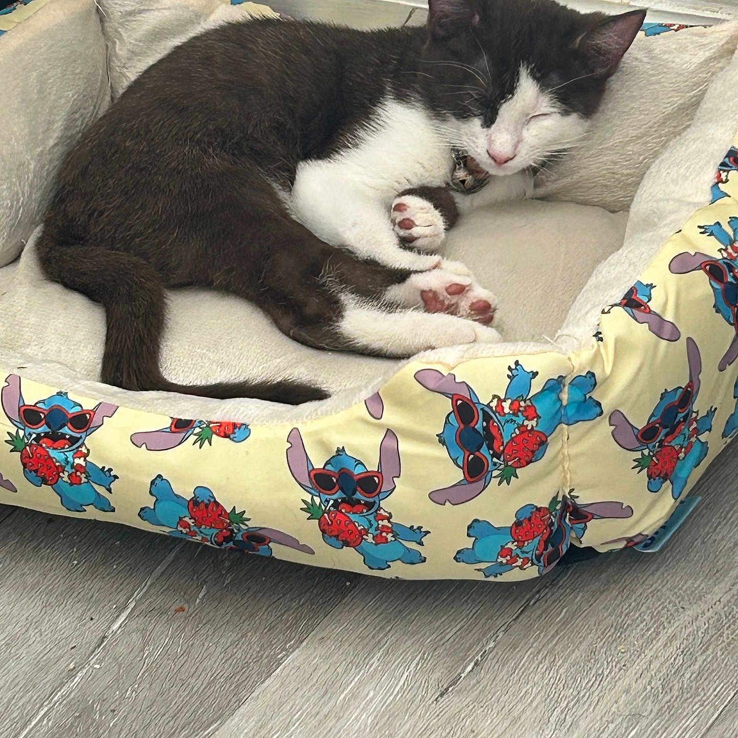Daiquiri joined the competition — help win amazing prizes! animal, black_and_white, cartoon_pattern, cat, cozy, cute, domestic_cat, feline, floor, fur, indoor, napping, paw, pet_bed, plush_bed, relaxed, resting, sleep, sleeping, wooden_floor