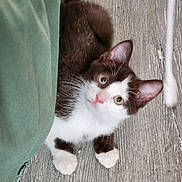 Daiquiri is registered to the contest to win money with this photo: kitten, cat, brown_and_white, curious, peeking, green_curtain, wooden_floor, paws, alert, young_cat, indoor, pet, feline, playful, whiskers, ears, cute, small, fur, animal