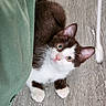 kitten, cat, brown_and_white, curious, peeking, green_curtain, wooden_floor, paws, alert, young_cat, indoor, pet, feline, playful, whiskers, ears, cute, small, fur, animal