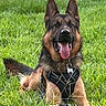 animal, canine, daylight, dog, ears_up, fence, fur, german_shepherd, grass, greenery, happy, harness, lying_down, muzzle, nature, outdoor, pet, playful, summer, tongue_out
