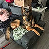 Roscoe joined the competition — help win amazing prizes! armchair, blanket, canine, cardboard_box, cozy, dog, dog_collar, dog_toy, domestic_animal, flooring, fur, furniture, german_shepherd, household_items, indoor, leash, living_room, pet, pillow, relaxed