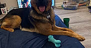 Roscoe joined the competition — help win amazing prizes! animal, bed, blue_bedspread, cat, dog, floor, furniture, german_shepherd, indoor, napping, person_on_tv, pet, photo_collage, plastic_container, relaxing, room, storage_boxes, television, tongue_out, toy