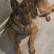 Roscoe is registered to the contest to win money with this photo: german_shepherd, dog, canine, pet, animal, lying_down, floor, wooden_floor, indoor, wall, electrical_outlet, ears_up, alert, brown_fur, black_fur, paw, looking_at_camera, domestic_animal, companion, resting