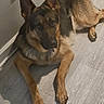 german_shepherd, dog, canine, pet, animal, lying_down, floor, wooden_floor, indoor, wall, electrical_outlet, ears_up, alert, brown_fur, black_fur, paw, looking_at_camera, domestic_animal, companion, resting