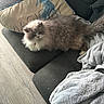 Mimoso joined the competition — help win amazing prizes! cat, fluffy, sofa, pillow, blanket, floor, foot, home, indoor, cozy, furniture, pet, relaxing, animal, mammal, domestic, resting, living_room, soft, cushion