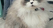 Mimoso joined the competition — help win amazing prizes! blue_eyes, cat, closeup, collar, container, curious, cute, domestic_animal, feline, floor, fluffy, fur, household, indoor, looking, marble_pattern, pet, plastic_bag, sitting, whiskers