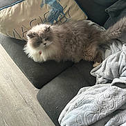Mimoso joined the competition — help win amazing prizes! cat, fluffy_cat, couch, blanket, pillow, floor, foot, indoor, pet, furniture, cozy, relaxing, feline, domestic_animal, home, soft_texture, animal, resting, grey, white
