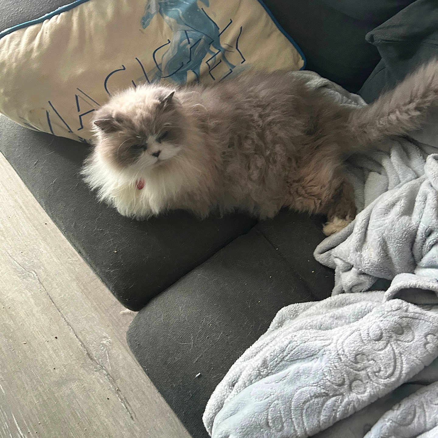 Mimoso