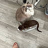 Mimoso joined the competition — help win amazing prizes! cat, two_cats, fluffy_cat, brown_cat, plastic_container, hardwood_floor, cables, power_strip, feet, indoor, pets, looking_up, curious, domestic, feline, home, flooring, gray_cat, white_cat, brown_and_white_cat