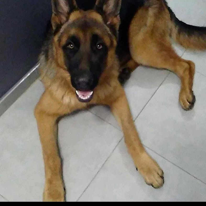 Urban a rejoint le concours — aidez-le/la à gagner de superbes lots ! animal, canine, companion, dog, domestic_animal, ears, face, floor, friendly, fur, german_shepherd, head, indoor, looking_up, lying_down, paws, pet, smile, tail, tile