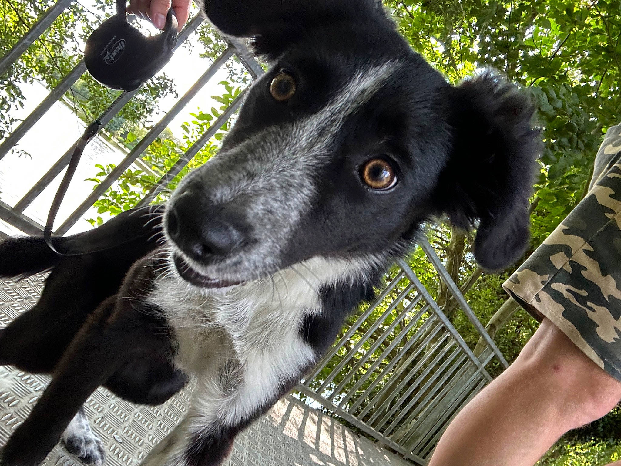 Umber participe au concours pour gagner de l'argent avec cette photo : borador, canidae, carnivore, collar, companion_dog, dog, dog_breed, dog_collar, fur, grass, guard_dog, hunting_dog, plant, sleeve, snout, sporting_group, tree, whiskers, working_animal, working_dog