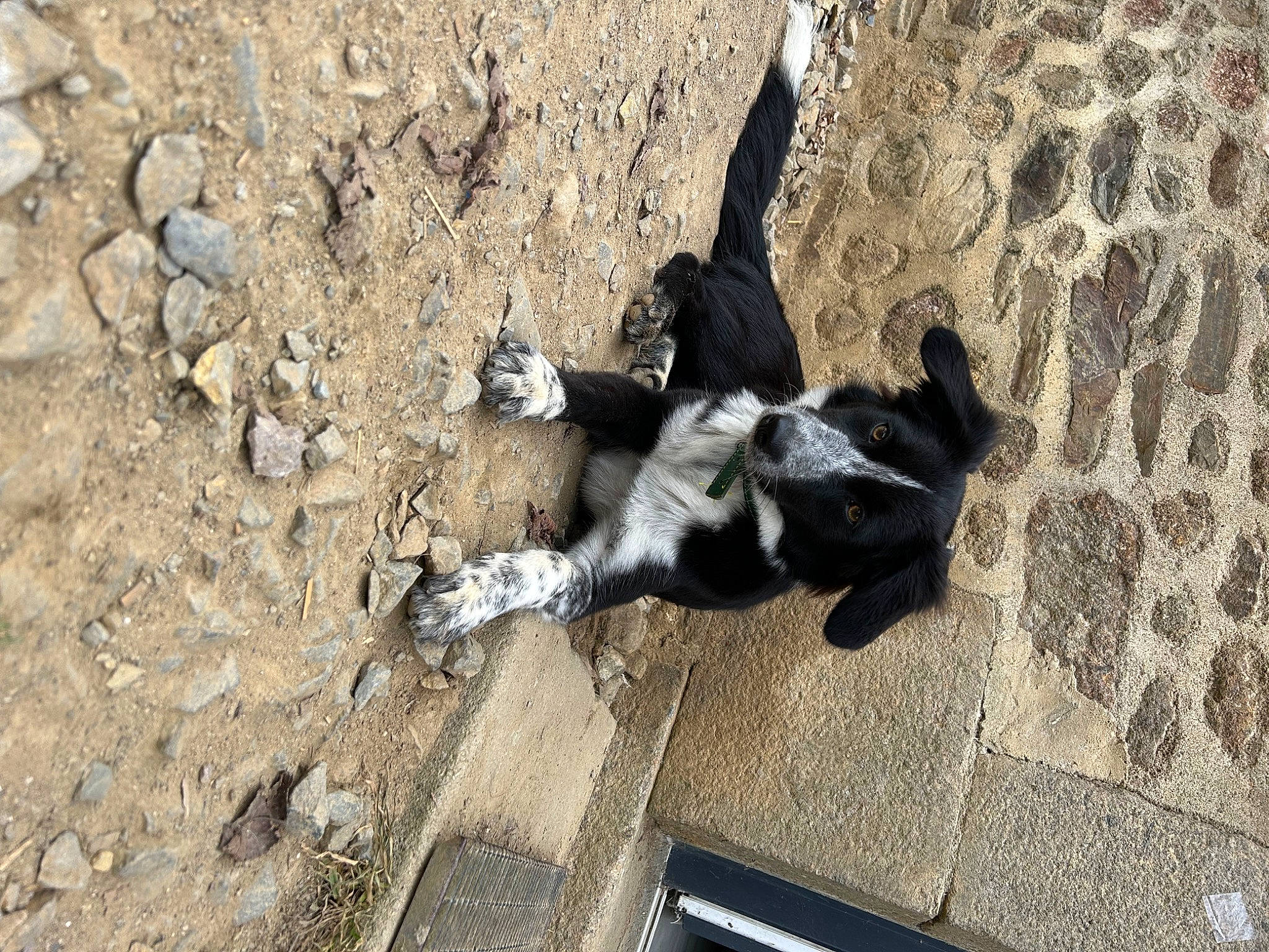 Umber a rejoint le concours — aidez-le/la à gagner de superbes lots ! bedrock, canidae, carnivore, dog, dog_breed, fur, rock, shadow, soil, sporting_group, tail, working_animal