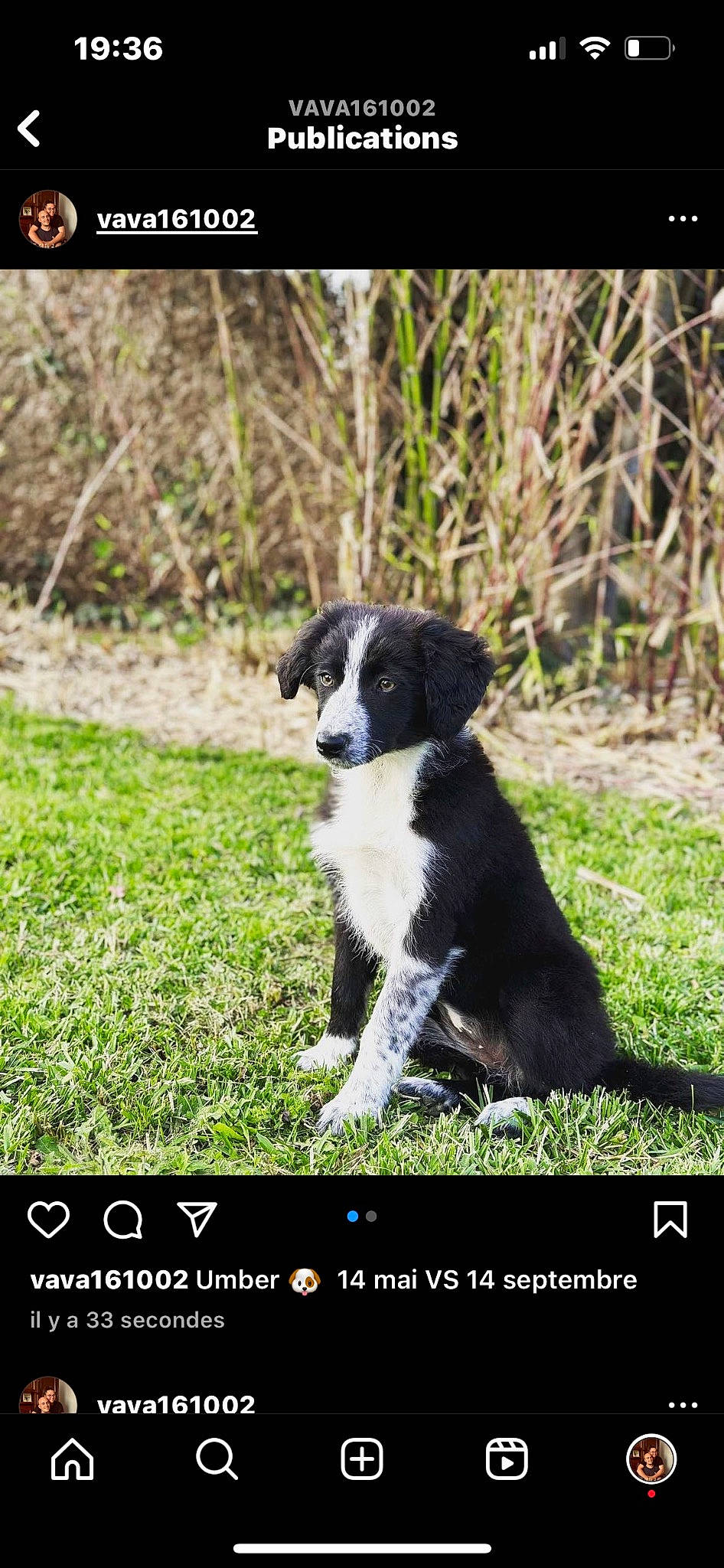 Umber participe au concours pour gagner de l'argent avec cette photo : border_collie, canidae, carnivore, companion_dog, dog, dog_breed, font, grass, gun_dog, herding_dog, hunting_dog, photo_caption, plant, snout, sporting_group, tail, terrestrial_animal, working_animal, working_dog