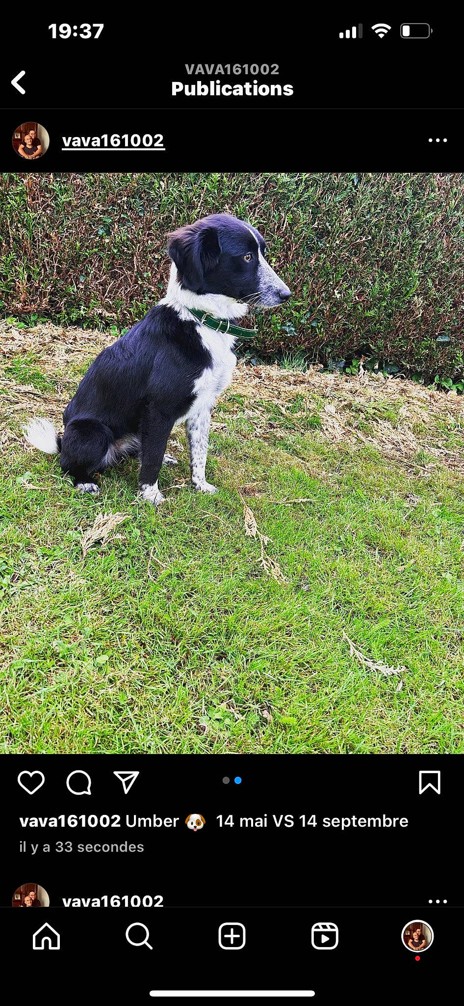 Umber participe au concours pour gagner de l'argent avec cette photo : canidae, carnivore, companion_dog, dog, dog_breed, font, grass, groundcover, lawn, non_sporting_group, photo_caption, plant, rectangle, screenshot, snout, sporting_group, tail, terrestrial_animal, working_animal, working_dog