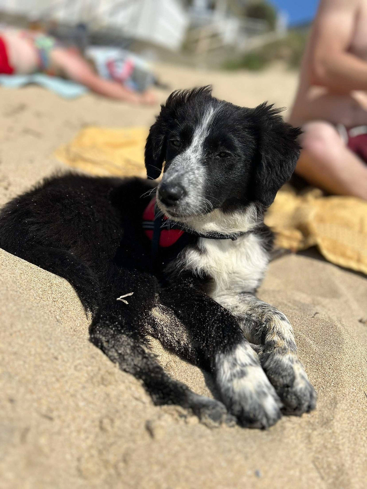 Umber participe au concours pour gagner de l'argent avec cette photo : border_collie, canidae, carnivore, collar, companion_dog, dog, dog_breed, dog_collar, foot, fur, gun_dog, herding_dog, paw, plant, shorts, soil, sporting_group, tail, working_animal, working_dog