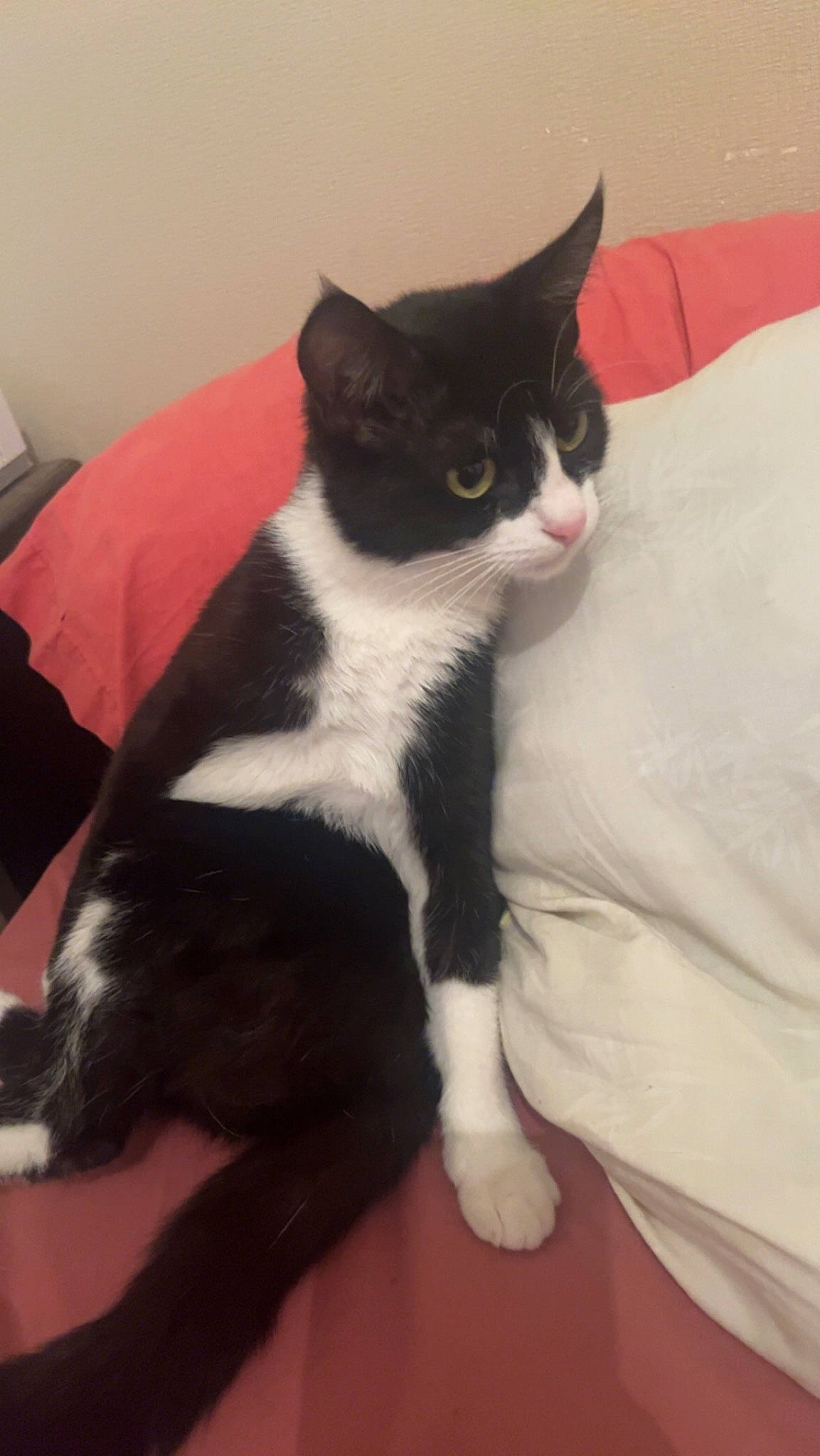 Mimi a rejoint le concours — aidez-le/la à gagner de superbes lots ! black_cat, carnivore, cat, claw, comfort, domestic_short_haired_cat, eye, felidae, flooring, formal_wear, fur, human_leg, lap, paw, sitting, small_to_medium_sized_cats, snout, tail, thigh, whiskers