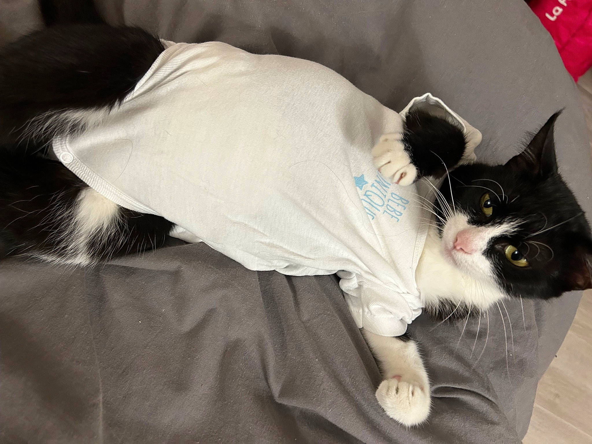 Mimi participe au concours pour gagner de l'argent avec cette photo : carnivore, cat, comfort, domestic_short_haired_cat, ear, eye, felidae, foot, fur, grey, human_body, human_leg, lap, mammal, paw, small_to_medium_sized_cats, snout, tail, vertebrate, whiskers