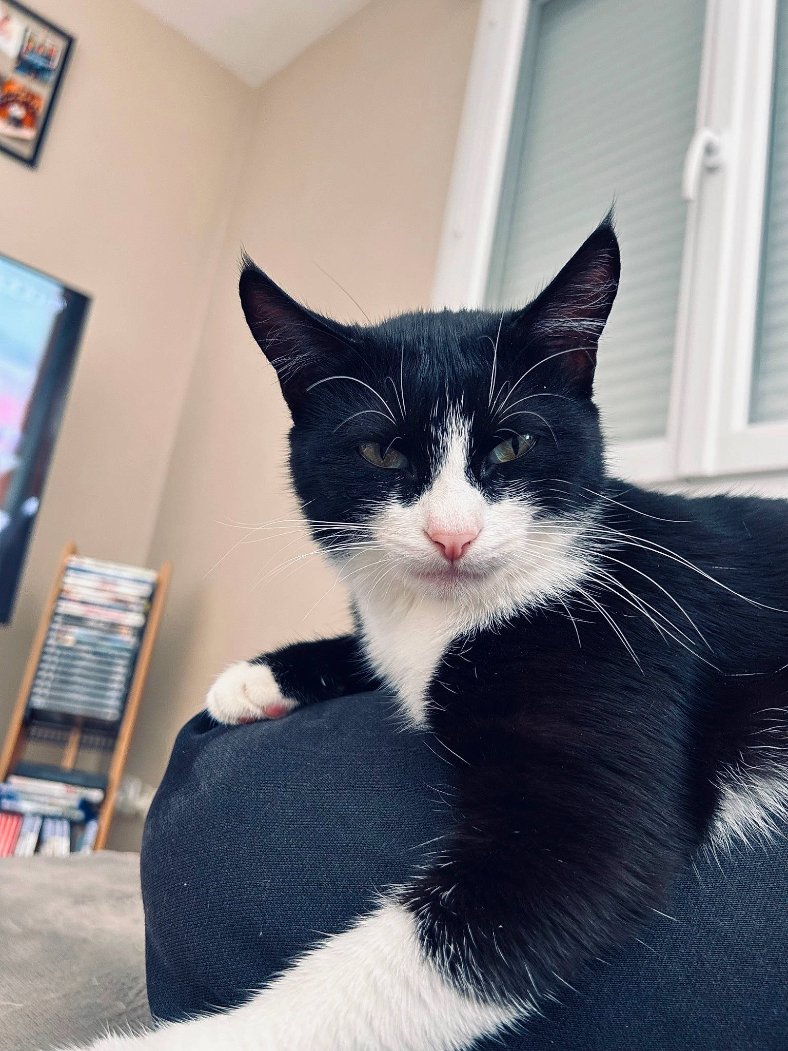 Mimi a rejoint le concours — aidez-le/la à gagner de superbes lots ! black_cat, carnivore, cat, comfort, domestic_short_haired_cat, felidae, fur, monochrome, monochrome_photography, paw, picture_frame, plant, sitting, small_to_medium_sized_cats, snout, tail, tree, whiskers, window