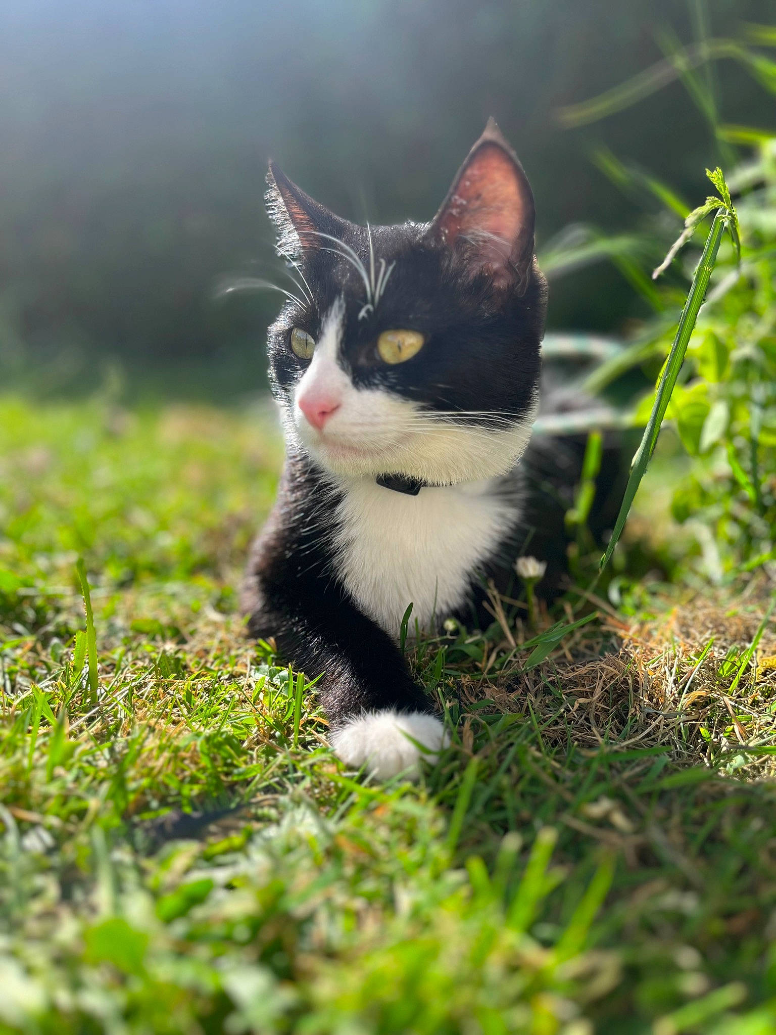 Mimi a rejoint le concours — aidez-le/la à gagner de superbes lots ! carnivore, cat, domestic_short_haired_cat, eye, felidae, fur, grass, grass_family, grassland, human_body, people_in_nature, plant, sitting, small_to_medium_sized_cats, snout, tail, terrestrial_animal, tree, whiskers, wildlife