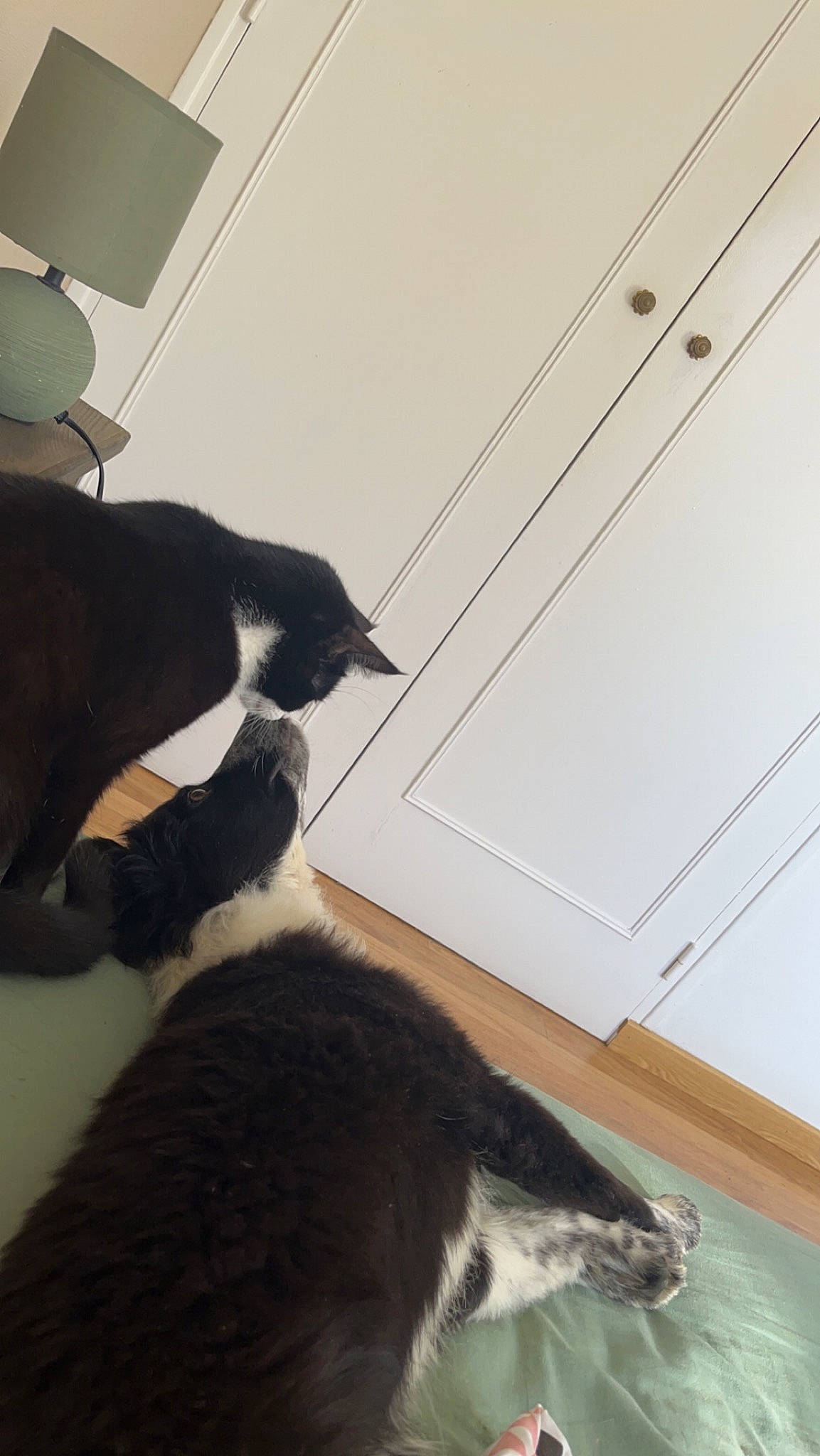 Mimi participe au concours pour gagner de l'argent avec cette photo : canidae, carnivore, cat, comfort, domestic_short_haired_cat, felidae, floor, flooring, fur, hardwood, human_leg, lamp, linens, room, small_to_medium_sized_cats, sporting_group, tail, whiskers, window, wood