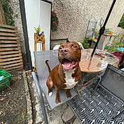 Bandit a rejoint le concours — aidez-le/la à gagner de superbes lots ! animal, brown_dog, chair, concrete, daylight, dog, fence, flower_pot, garden, greenery, happy, outdoor, patio, pet, plants, plastic_cover, rug, smiling_dog, table, umbrella