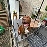animal, brown_dog, chair, concrete, daylight, dog, fence, flower_pot, garden, greenery, happy, outdoor, patio, pet, plants, plastic_cover, rug, smiling_dog, table, umbrella