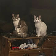 June joined the competition — help win amazing prizes! cat, feline, pets, indoor, wooden_dresser, clutter, game_controller, papers, dim_light, two_cats, sitting, curious, tail, furniture, domestic, animals, brown_cat, white_cat, eyes, room