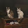 cat, feline, pets, indoor, wooden_dresser, clutter, game_controller, papers, dim_light, two_cats, sitting, curious, tail, furniture, domestic, animals, brown_cat, white_cat, eyes, room