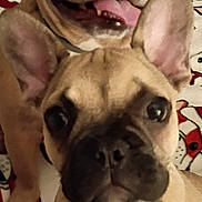 Abraham is registered to the contest to win money with this photo: dog, french_bulldog, puppy, canine, pet, animal, two_dogs, portrait, close_up, sitting, lying_down, open_mouth, smiling, large_ears, short_snout, indoors, blanket, phone_screenshot, app_icons, cute