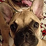 dog, french_bulldog, puppy, canine, pet, animal, two_dogs, portrait, close_up, sitting, lying_down, open_mouth, smiling, large_ears, short_snout, indoors, blanket, phone_screenshot, app_icons, cute