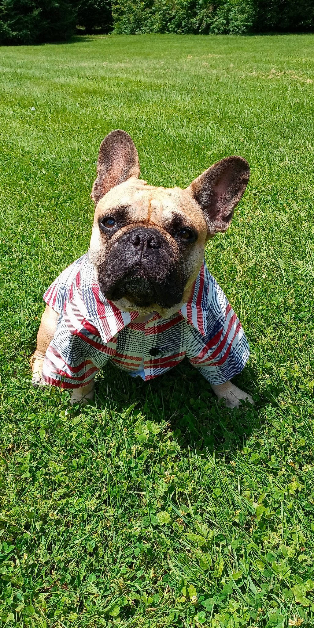 Snuffles joined the competition — help win amazing prizes! bulldog, canidae, carnivore, collar, companion_dog, dog, dog_breed, dog_clothes, dog_collar, dog_supply, fawn, grass, leash, pet_supply, plant, snout, sporting_group, terrestrial_animal, toy_dog, working_animal